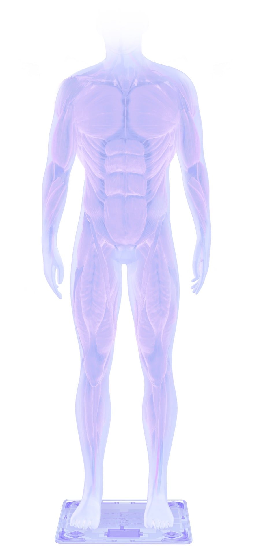 Body Compositon - Muscles | Withings